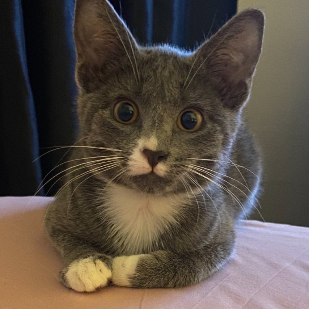 Meet your Posher, Sherina